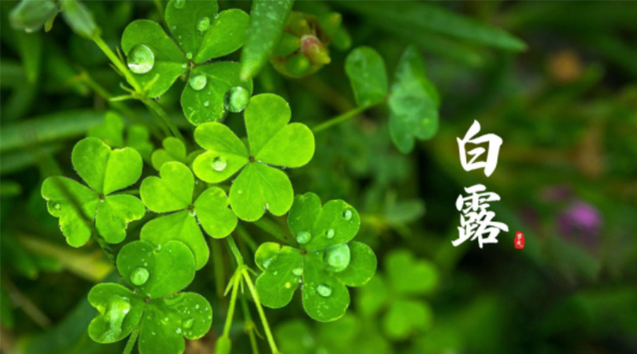 白露時節(jié)！ 金環(huán)電器提醒大家要注意這些事項